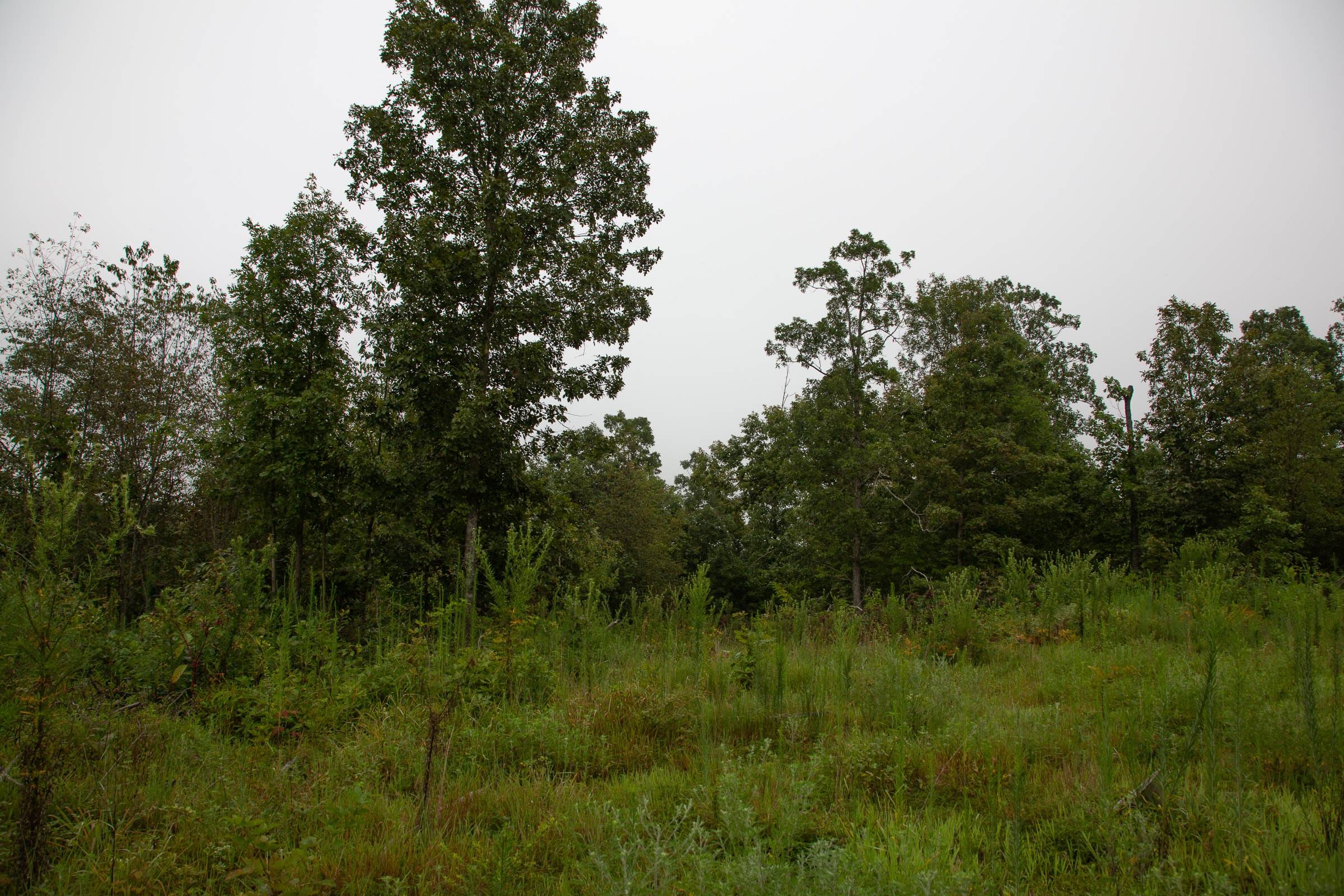 Borgmann’s Hollow Phase II Tract 38 photo 14