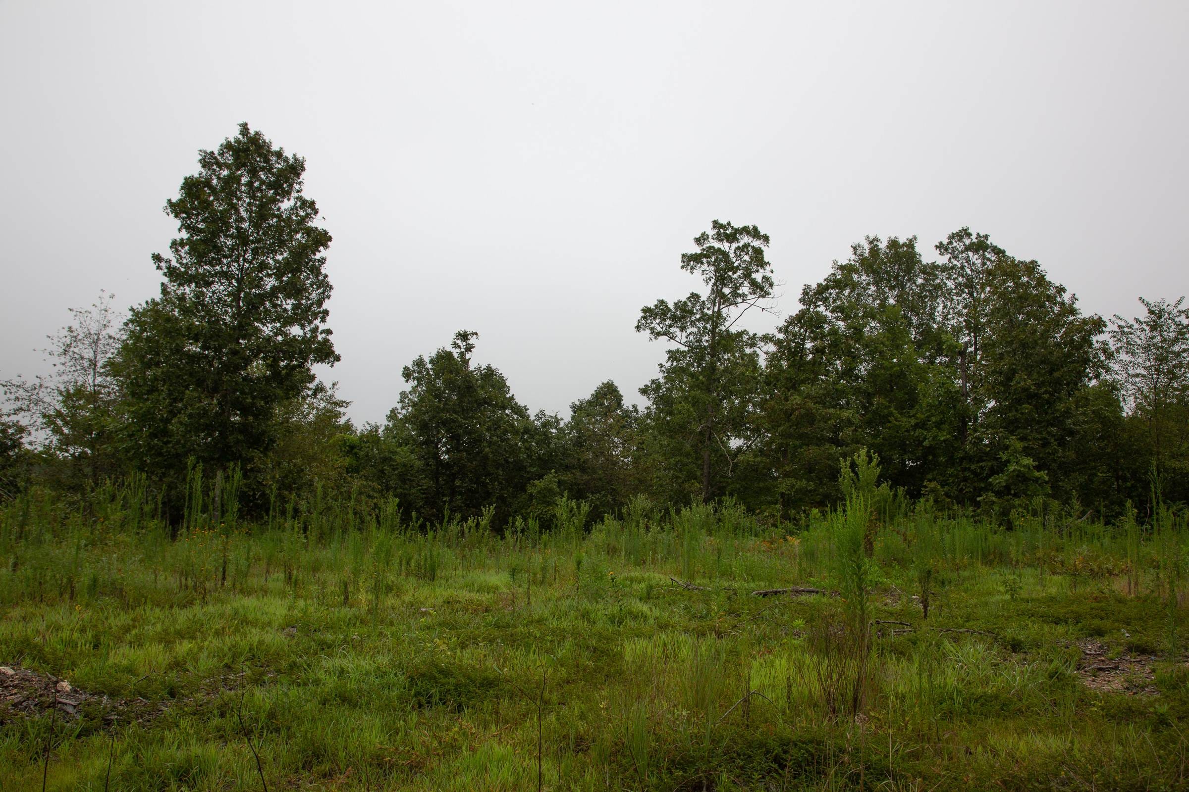 Borgmann’s Hollow Phase II Tract 38 photo 15