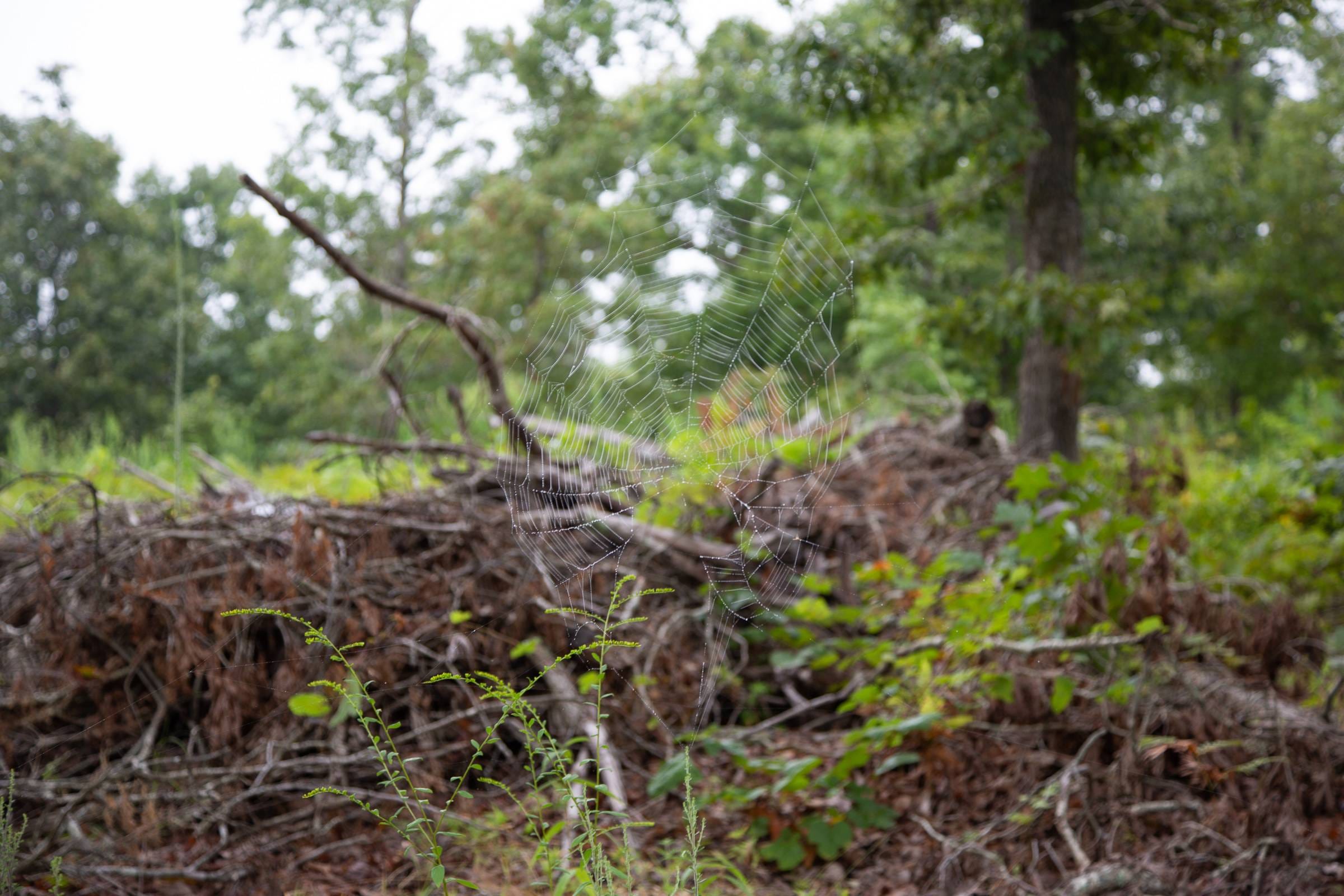 Borgmann’s Hollow Phase II Tract 38 photo 17