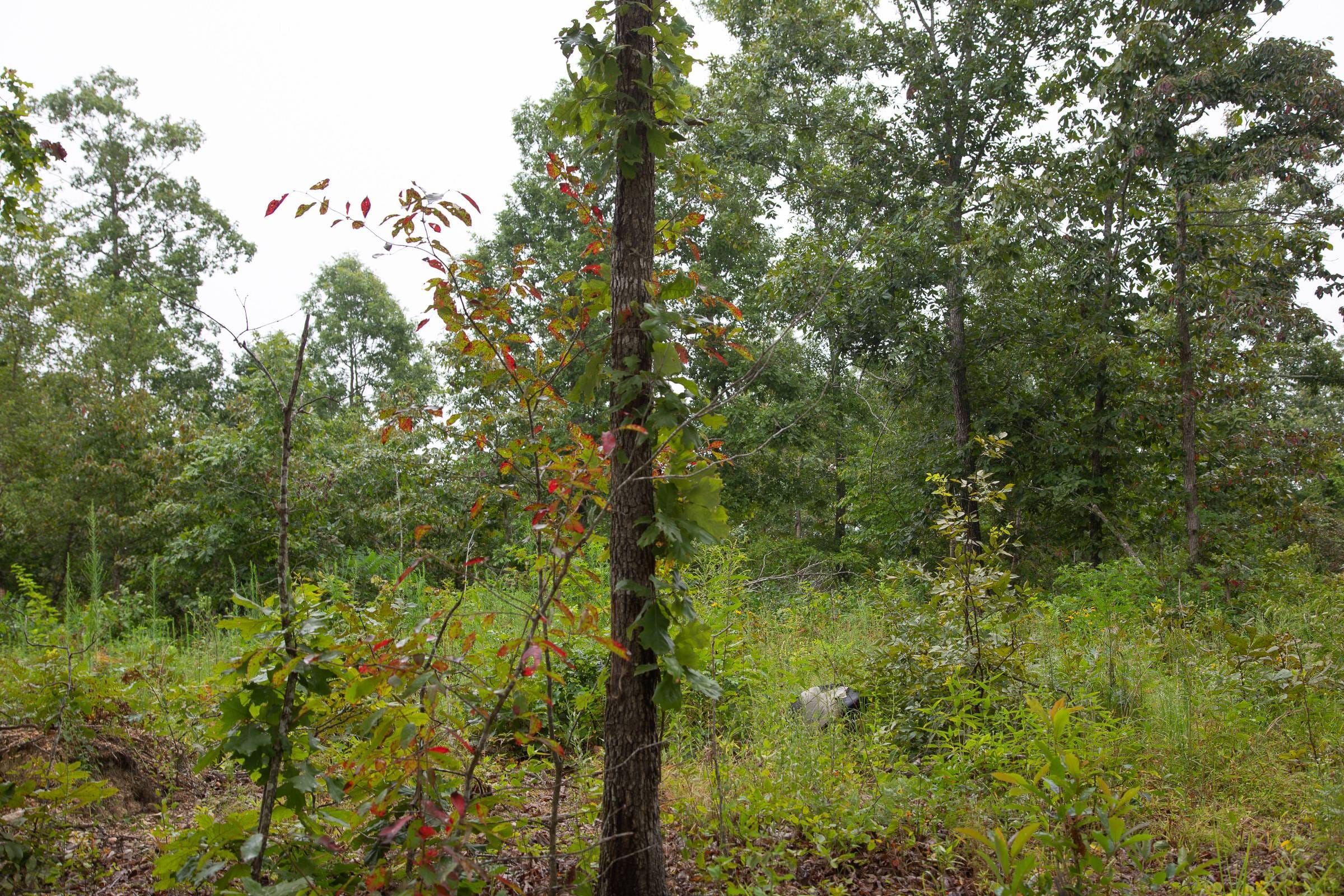 Borgmann’s Hollow Phase II Tract 38 photo 18