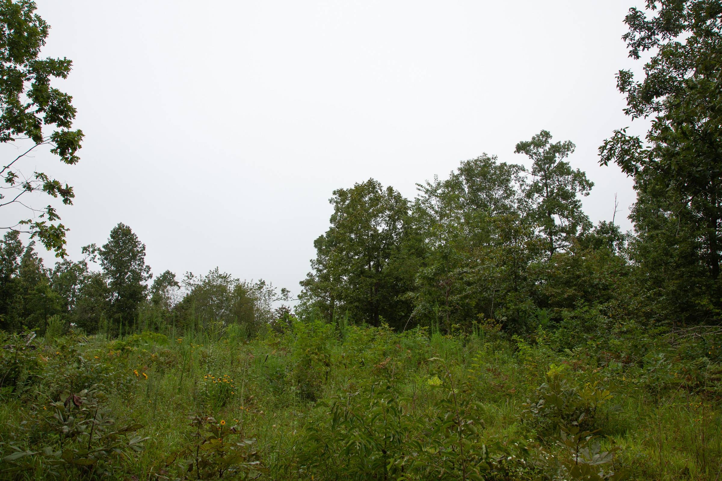 Borgmann’s Hollow Phase II Tract 38 photo 19