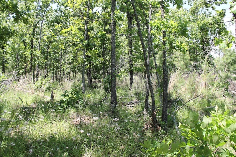 Indian Ridge – Phase II Tract 81 photo 5