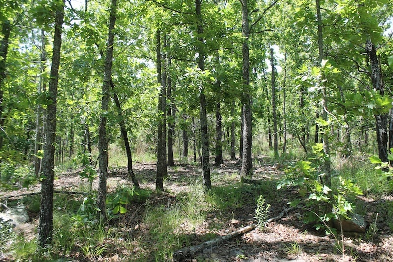 Indian Ridge – Phase II Tract 81 photo 6