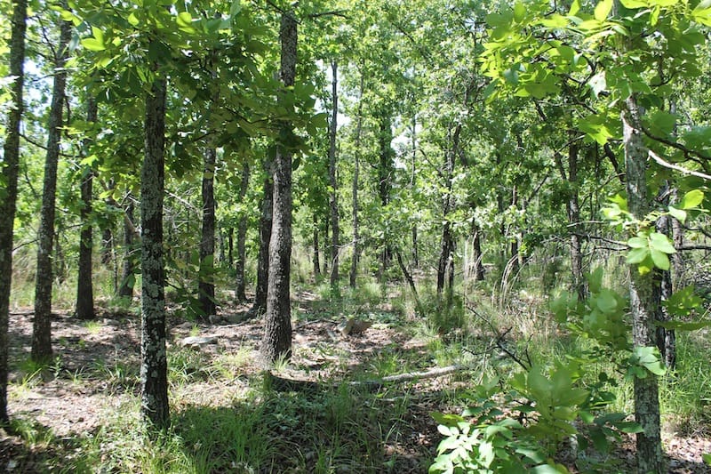 Indian Ridge – Phase II Tract 81 photo 9