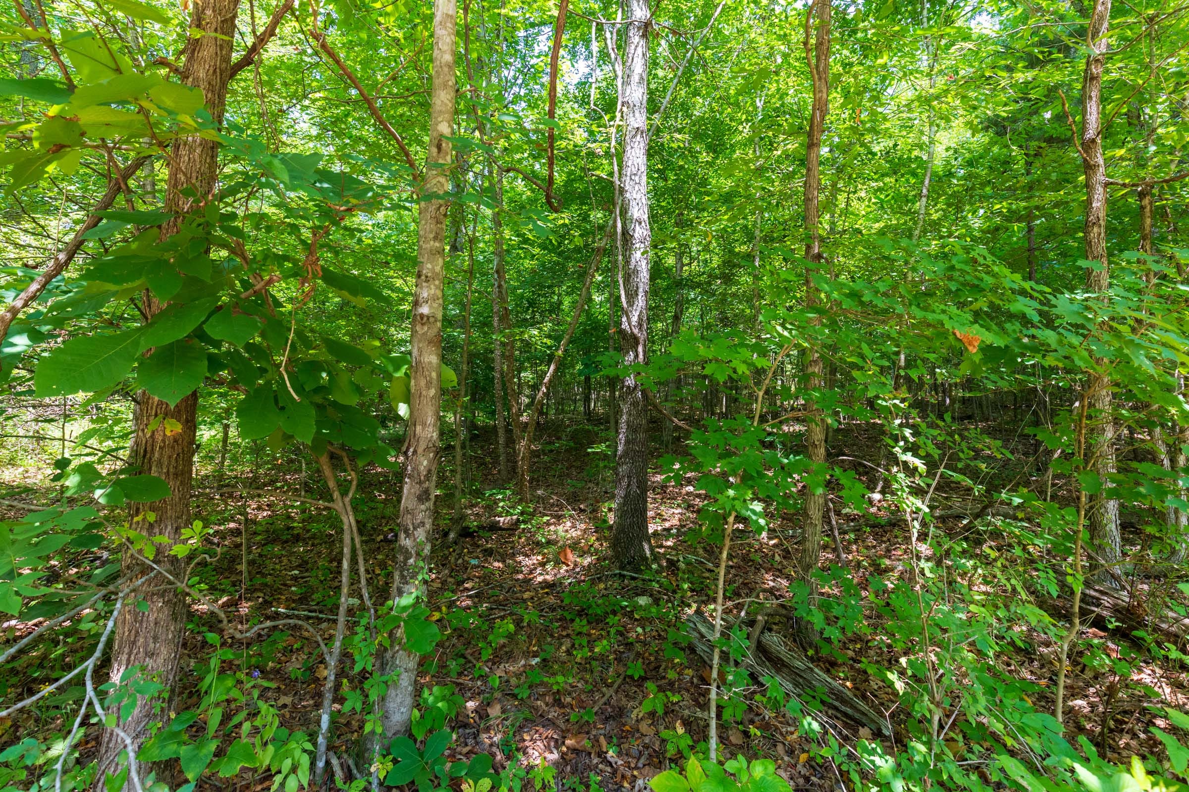 Cypress Ridge Tract 4 photo 2