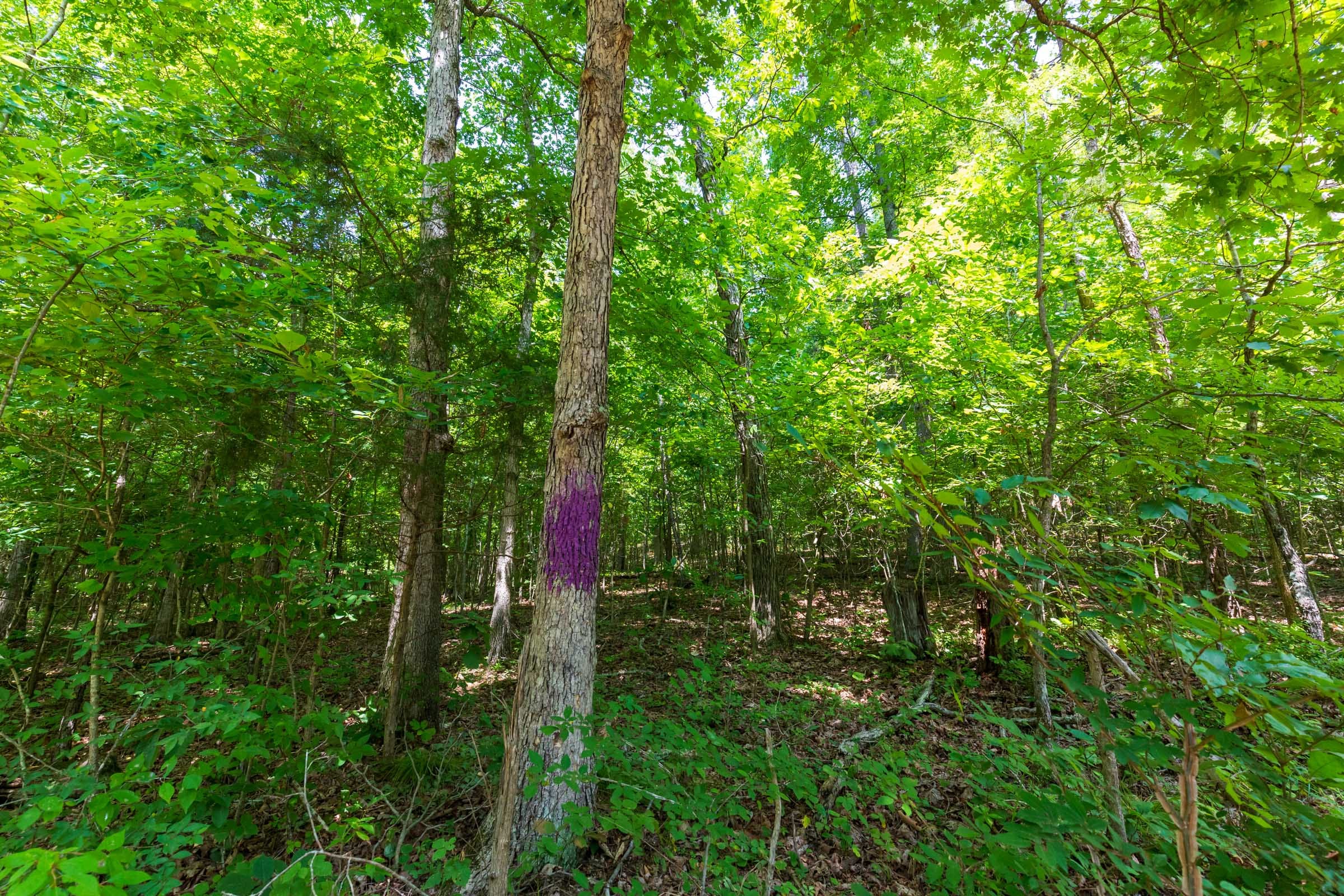 Cypress Ridge Tract 4 photo 3