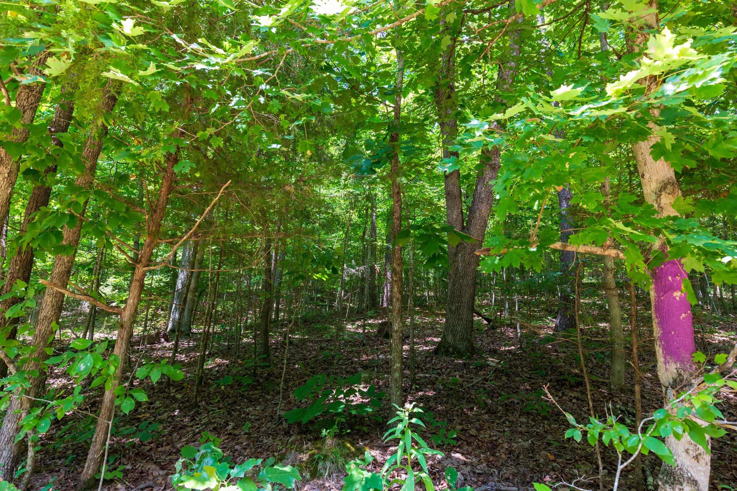 Cypress Ridge Tract 4 photo 4