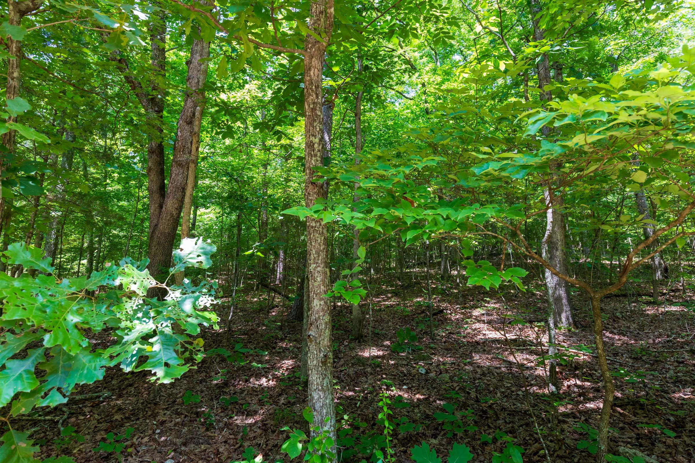 Cypress Ridge Tract 4 photo 6