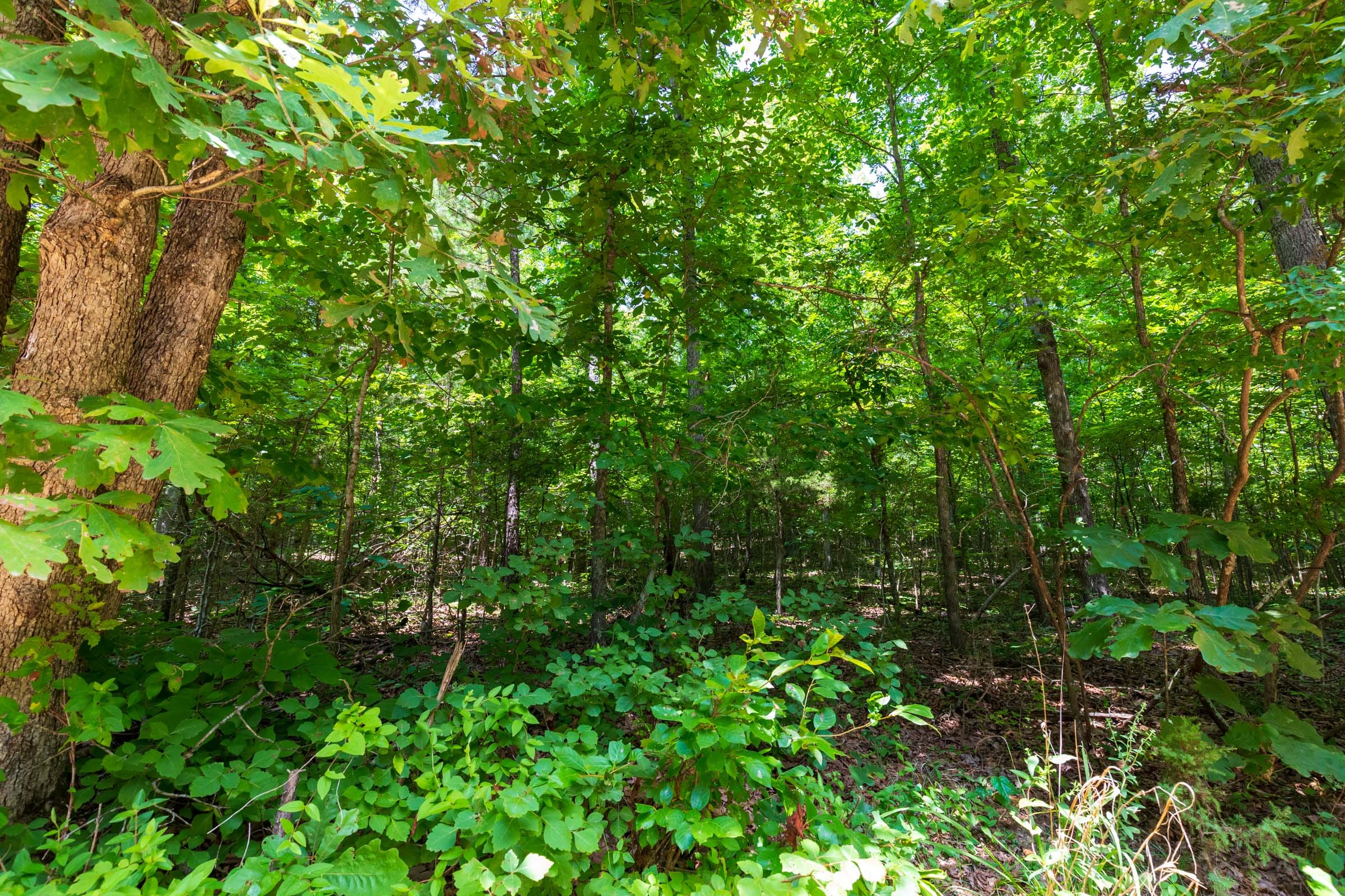Cypress Ridge Tract 4 photo 5