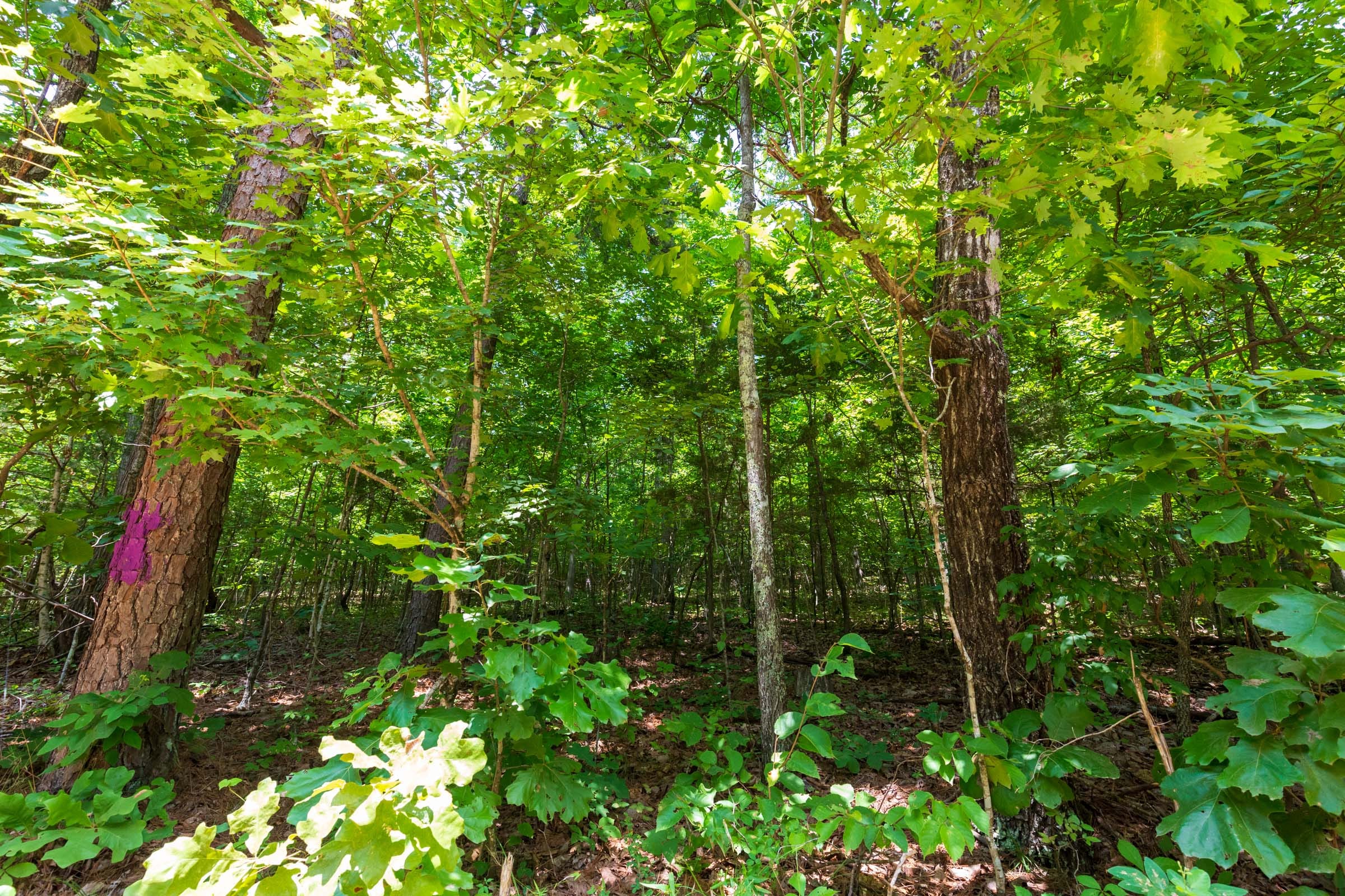 Cypress Ridge Tract 4 photo 7