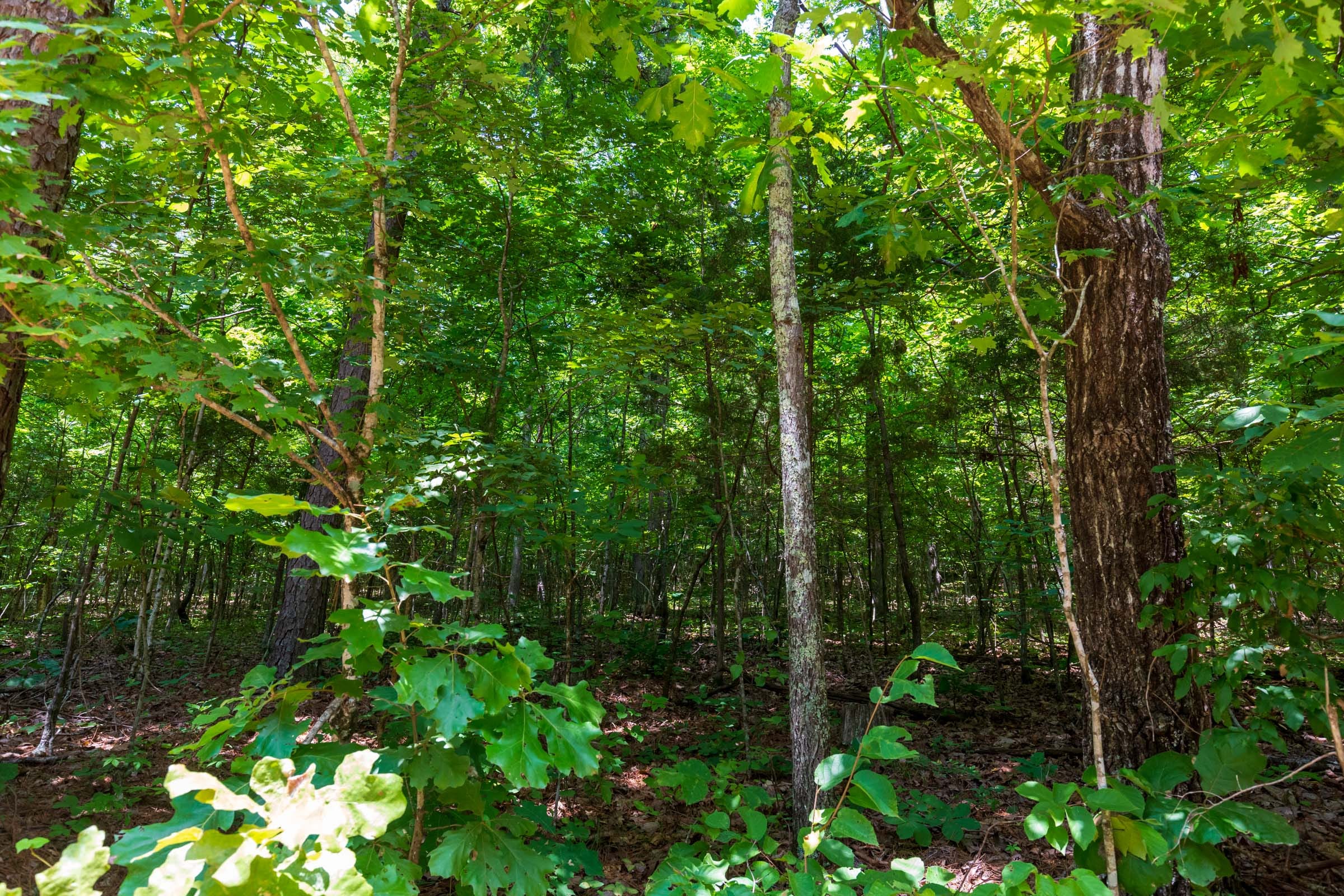 Cypress Ridge Tract 4 photo 10