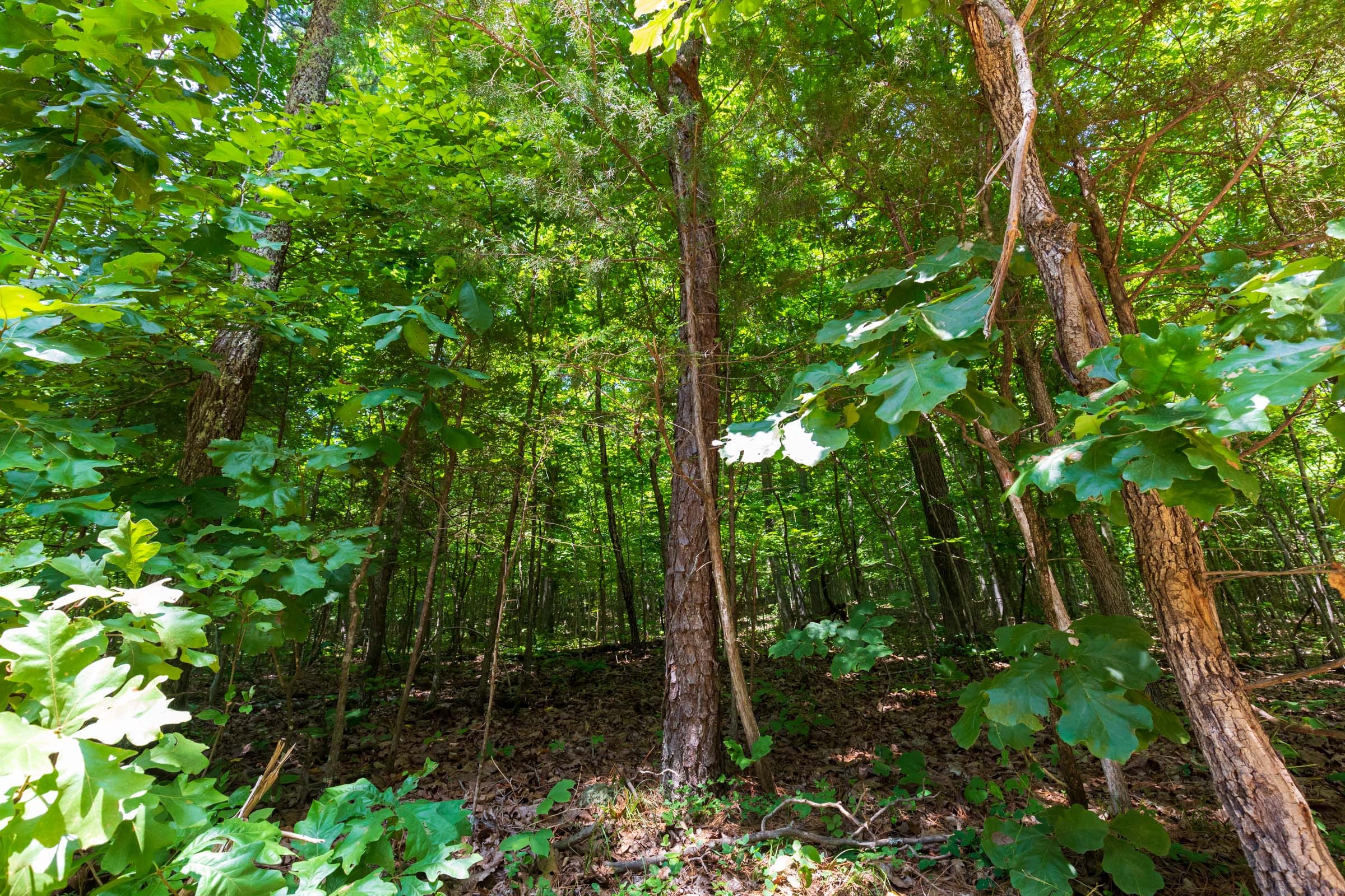 Cypress Ridge Tract 4 photo 9
