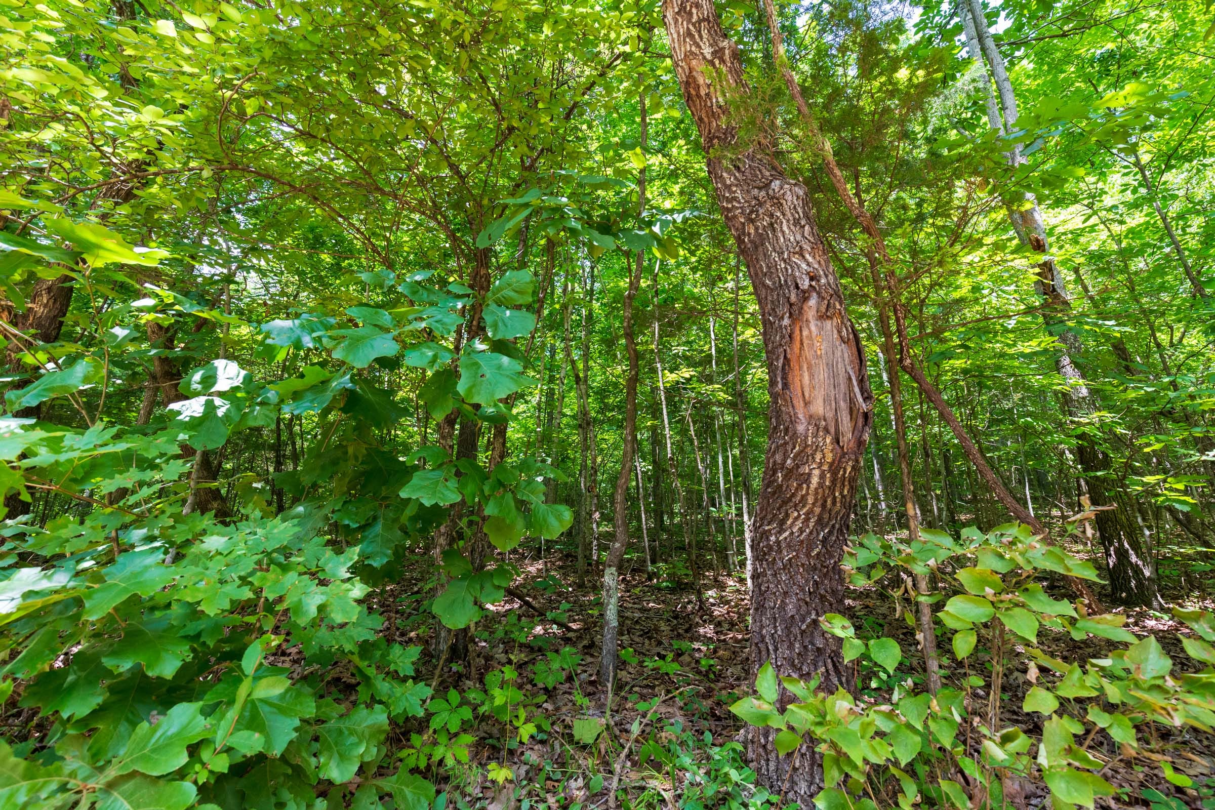 Cypress Ridge Tract 4 photo 12