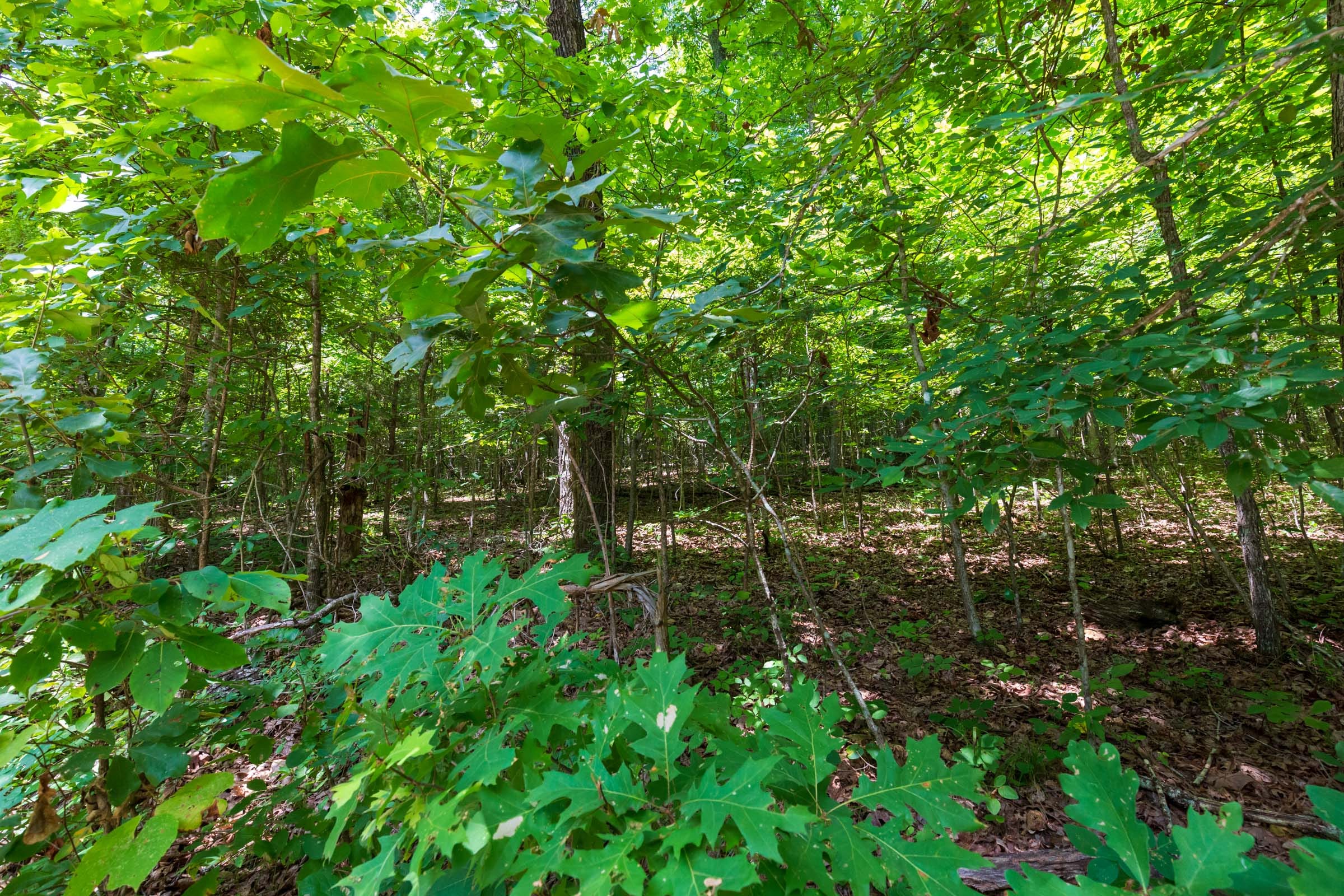 Cypress Ridge Tract 4 photo 11