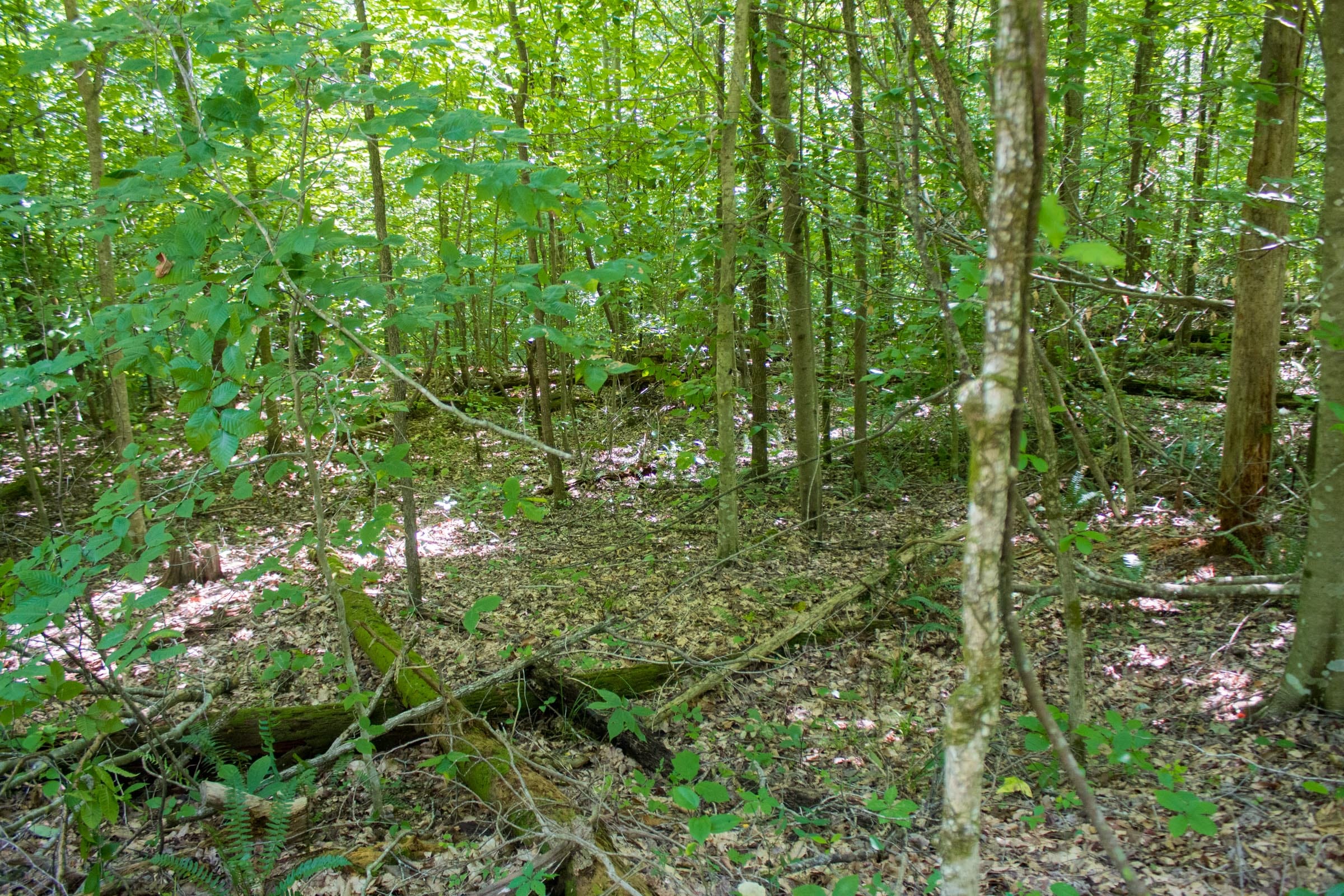 Bluewater Ridge Tract 8 photo 8