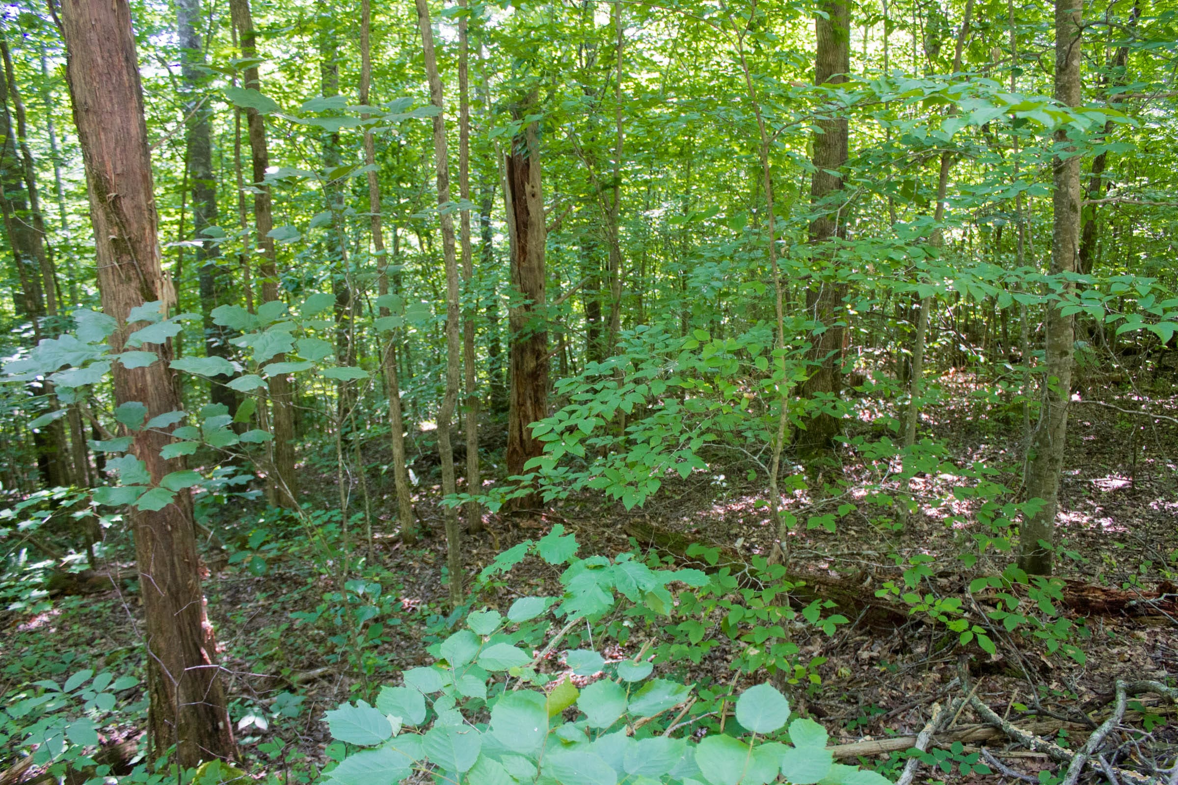 Bluewater Ridge Tract 8 photo 9