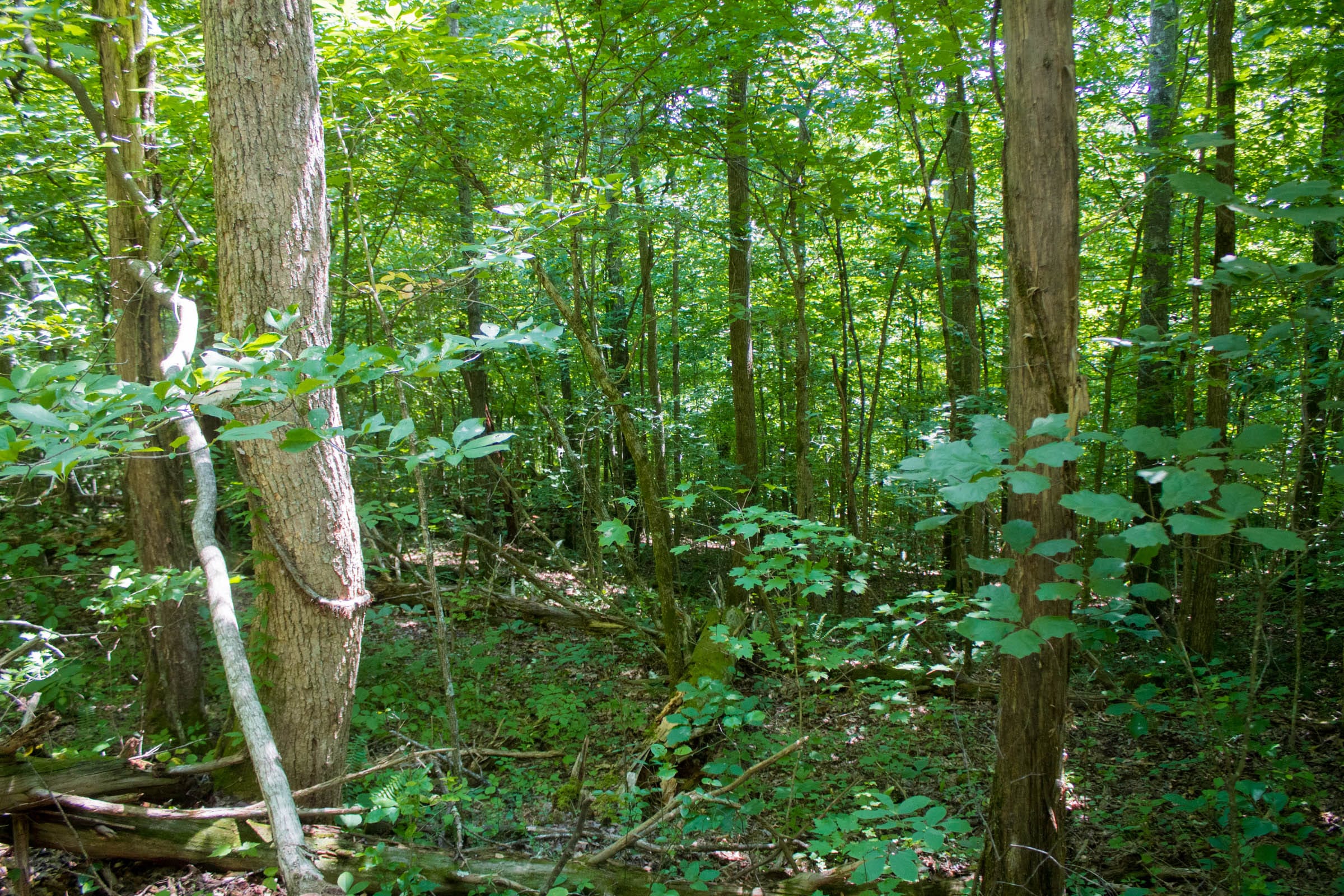 Bluewater Ridge Tract 8 photo 10
