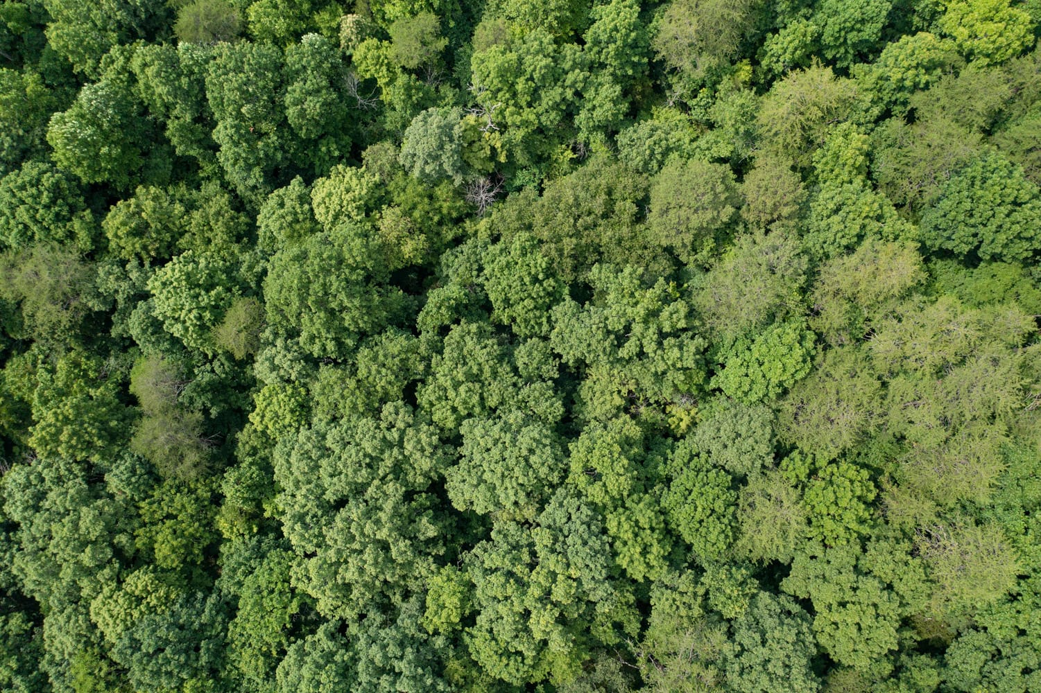 Rolling Hills Tract 26 photo 10