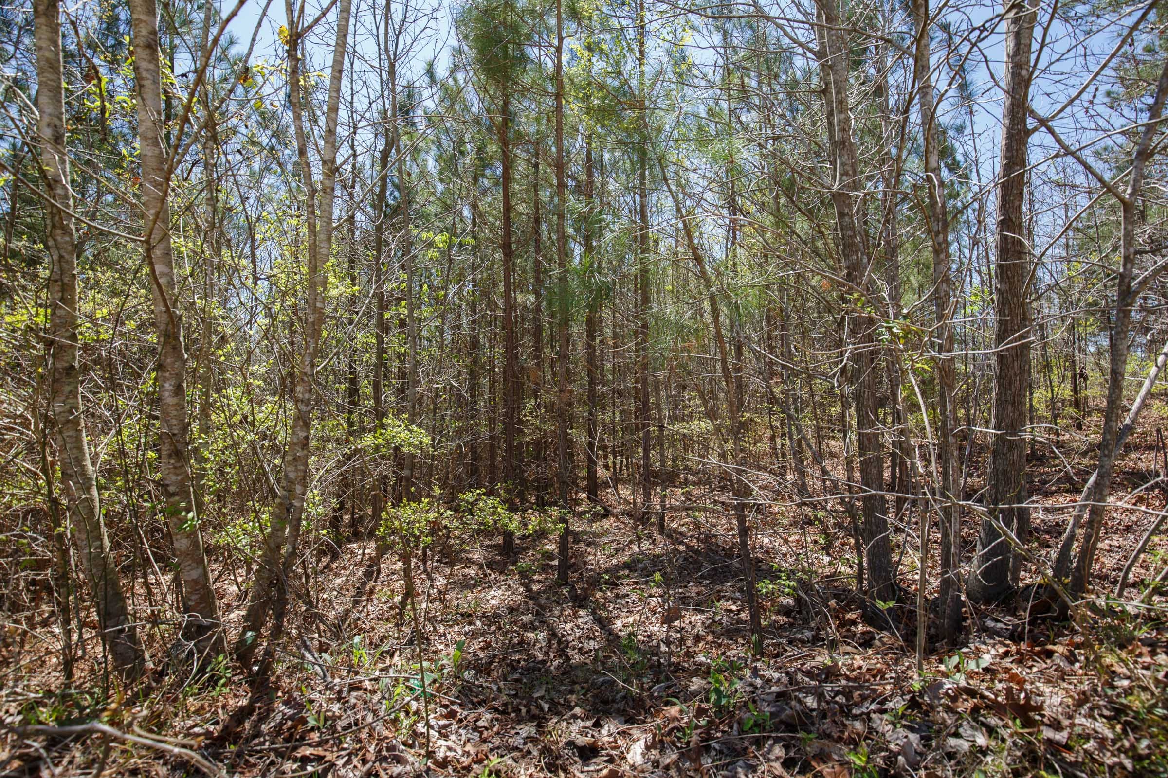 Southern Hills Tract 2 photo 6