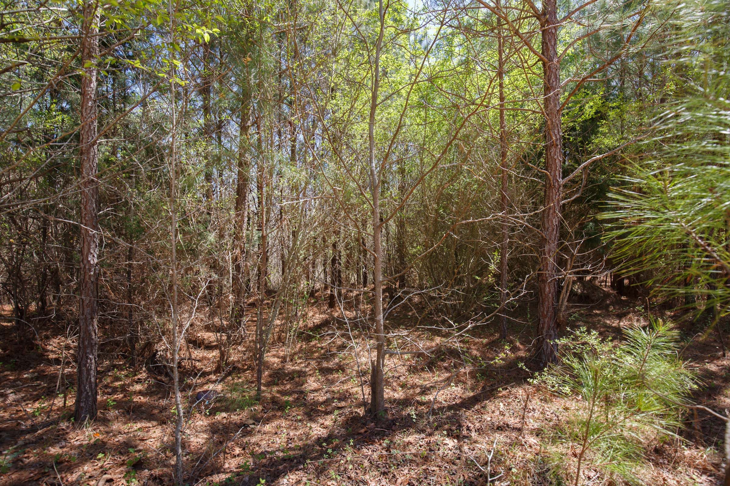 Southern Hills Tract 2 photo 10
