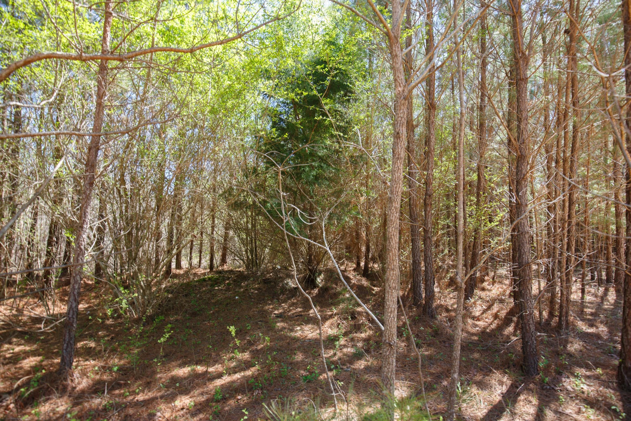 Southern Hills Tract 2 photo 9