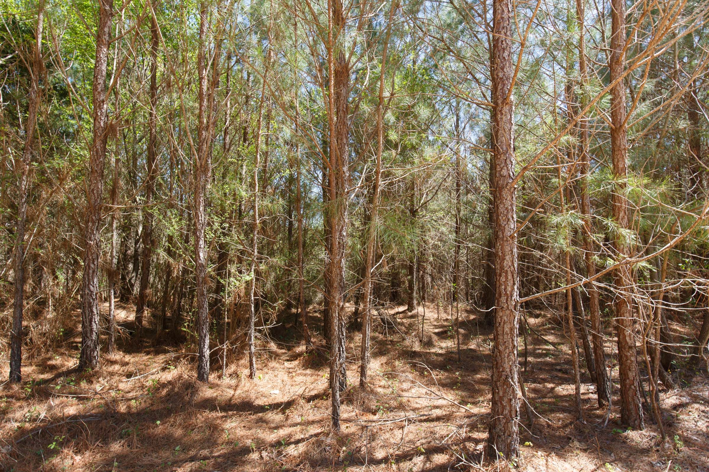 Southern Hills Tract 2 photo 15