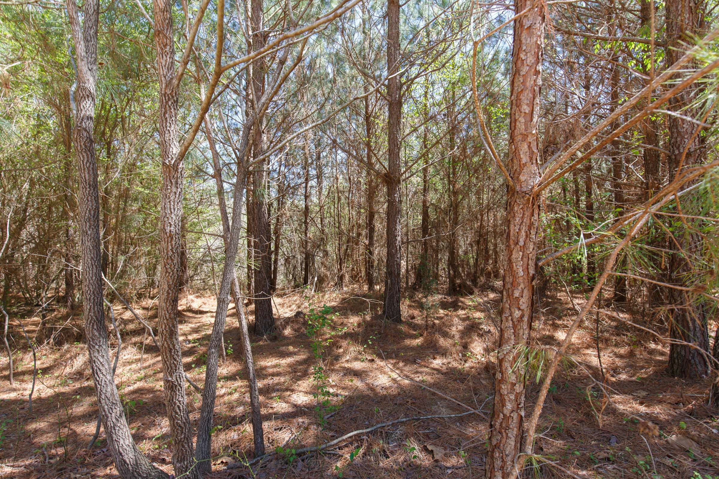 Southern Hills Tract 2 photo 16