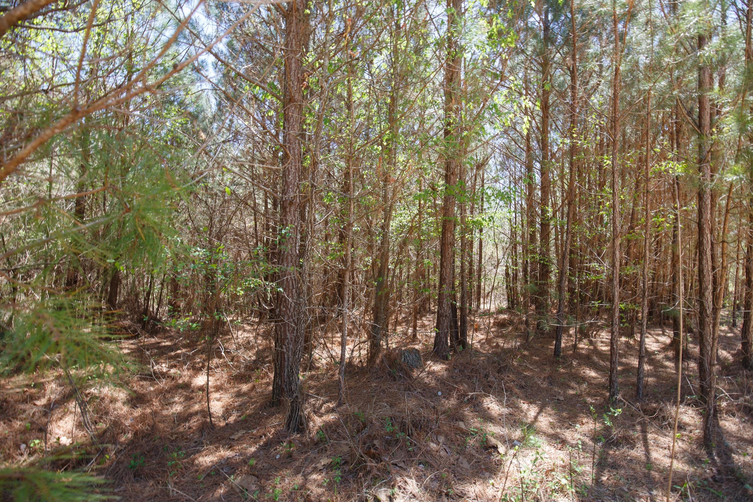 Southern Hills Tract 2 photo 17