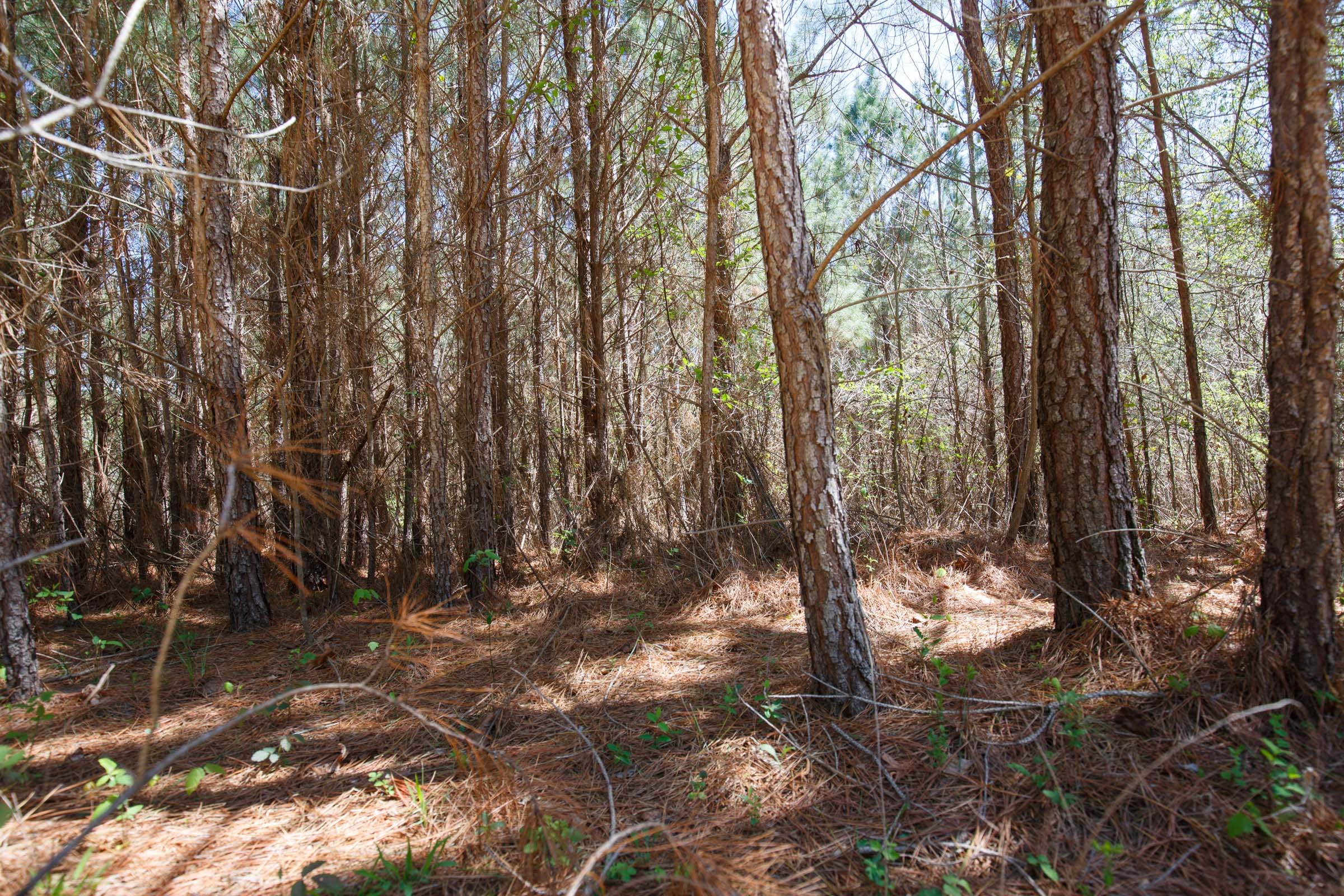 Southern Hills Tract 2 photo 19