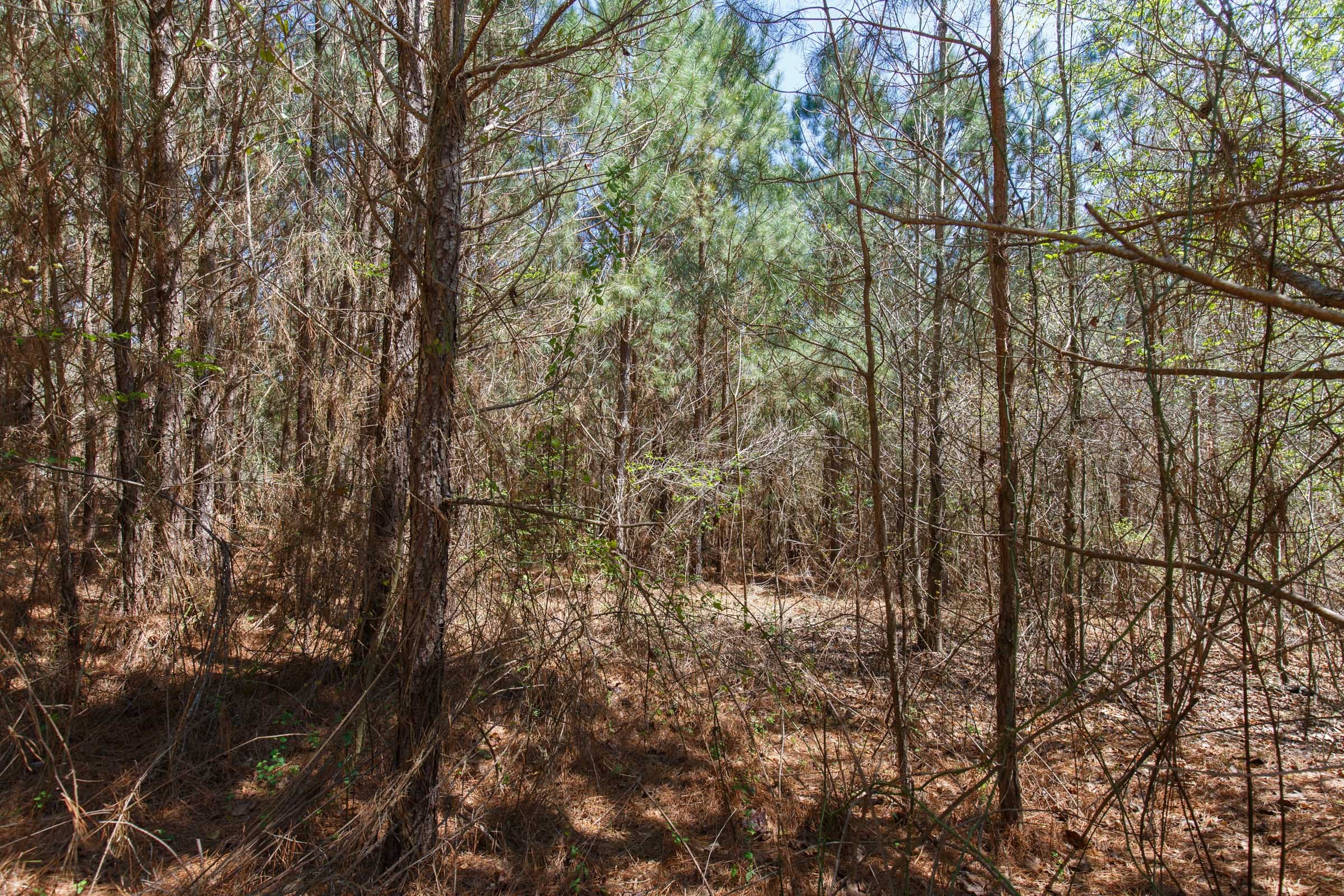 Southern Hills Tract 2 photo 20