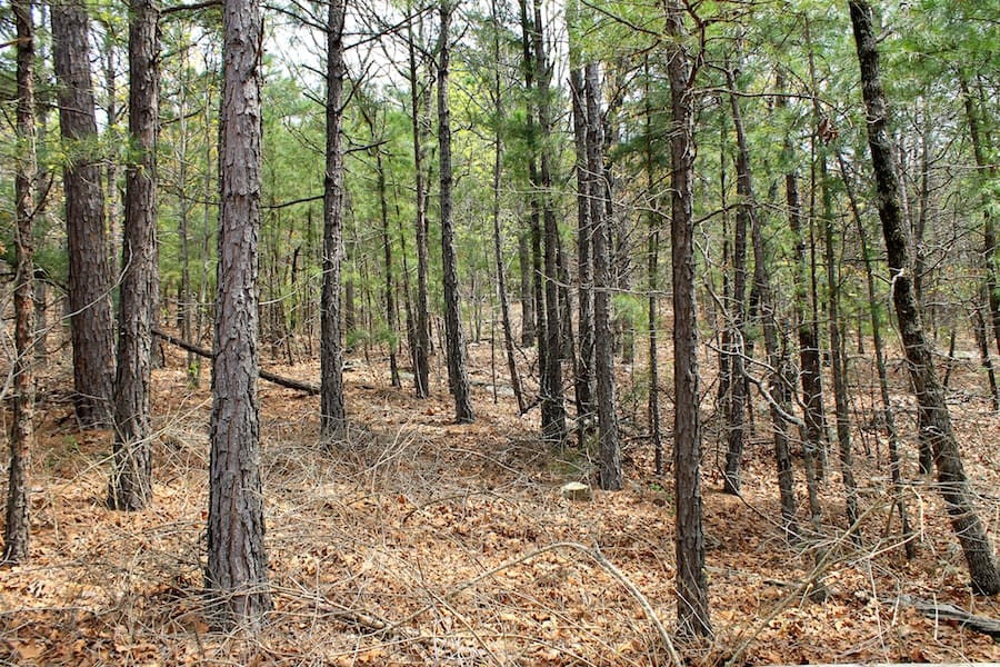Trophy Ridge Phase III Tract 42 photo 3