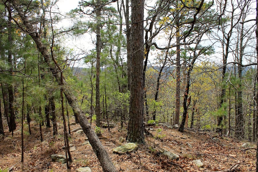 Trophy Ridge Phase III Tract 42 photo 4