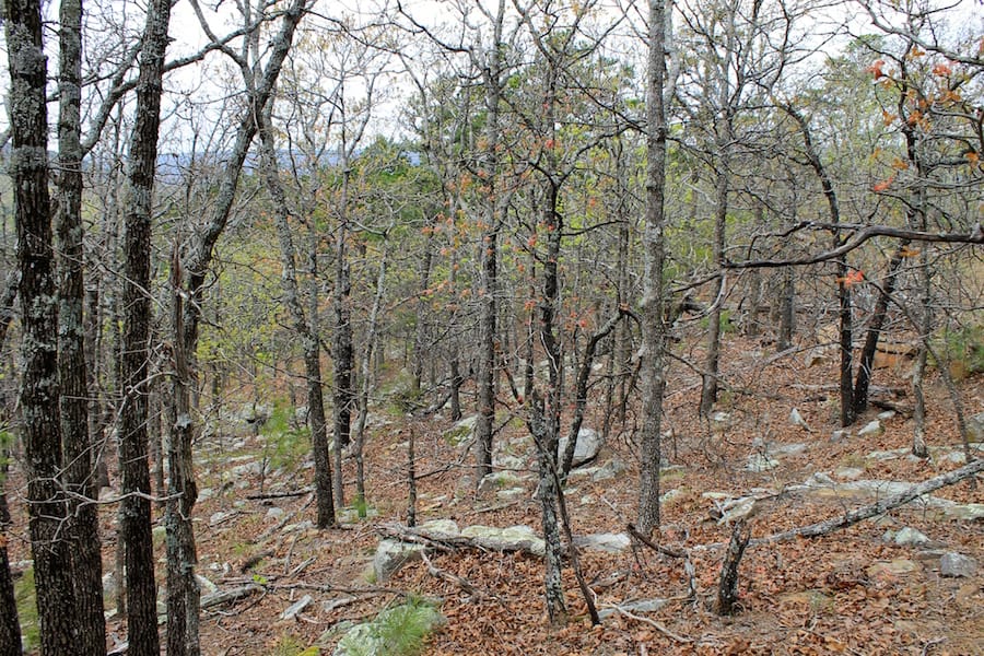 Trophy Ridge Phase III Tract 42 photo 5