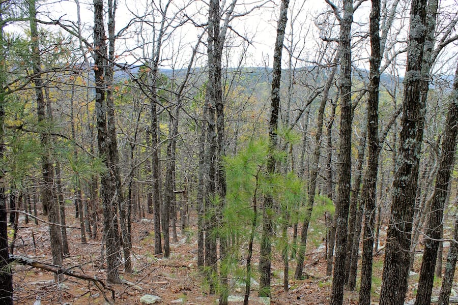 Trophy Ridge Phase III Tract 42 photo 6