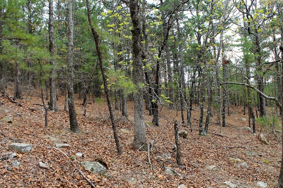 Trophy Ridge Phase III Tract 42 photo 7