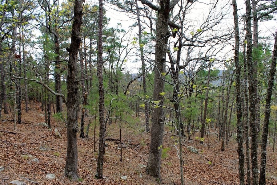Trophy Ridge Phase III Tract 42 photo 8
