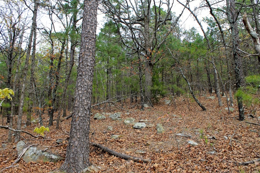Trophy Ridge Phase III Tract 42 photo 9