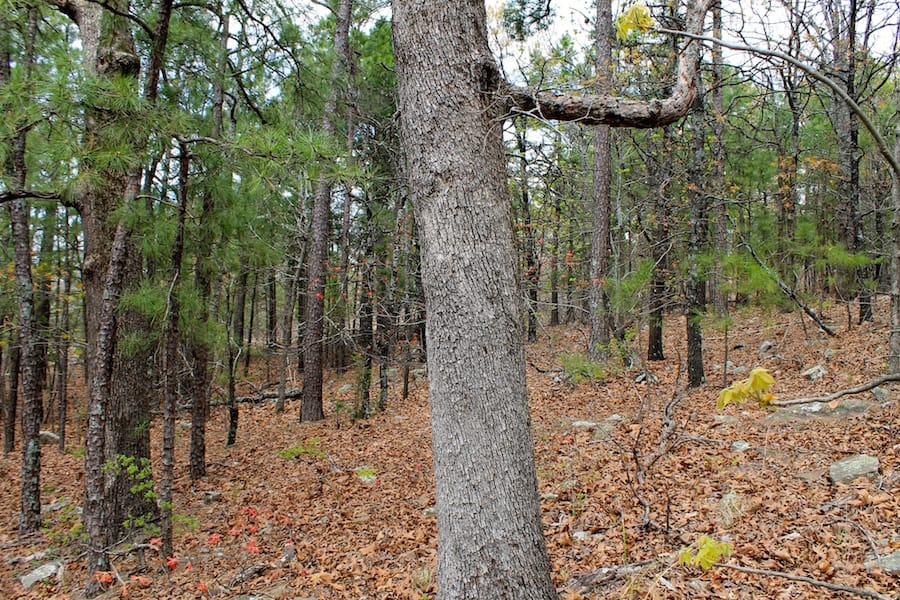 Trophy Ridge Phase III Tract 42 photo 10