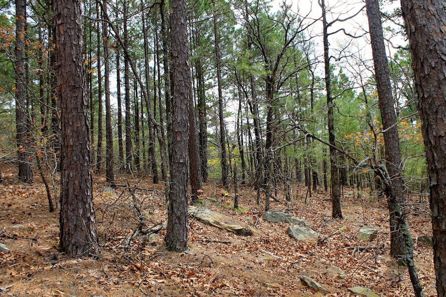 Trophy Ridge Phase III Tract 42 photo 11