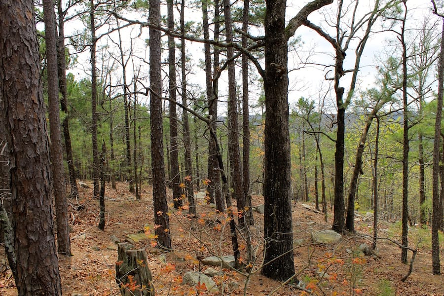 Trophy Ridge Phase III Tract 42 photo 12
