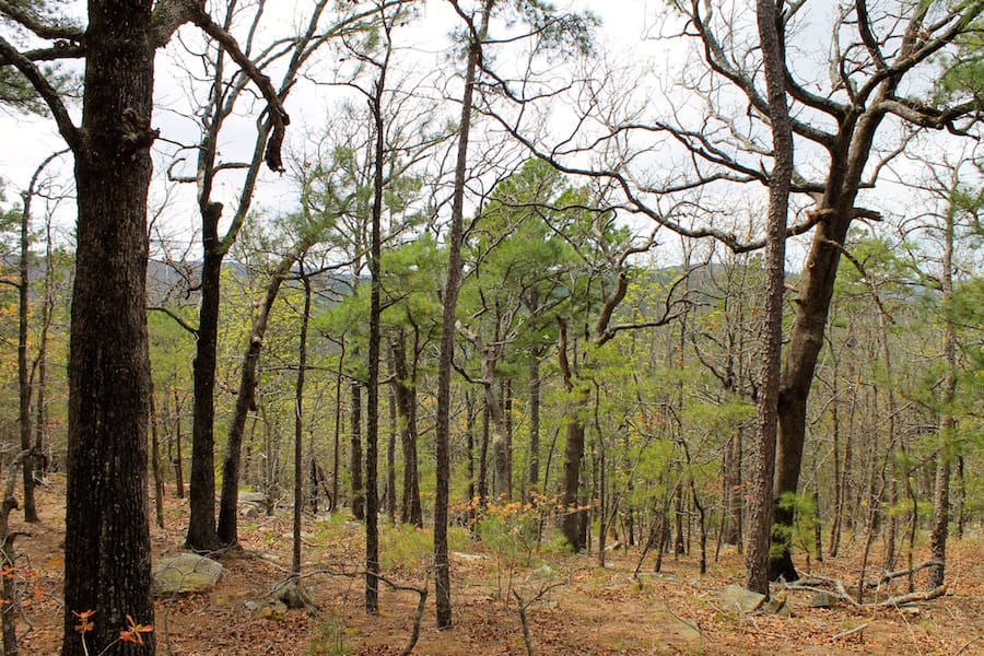 Trophy Ridge Phase III Tract 42 photo 13