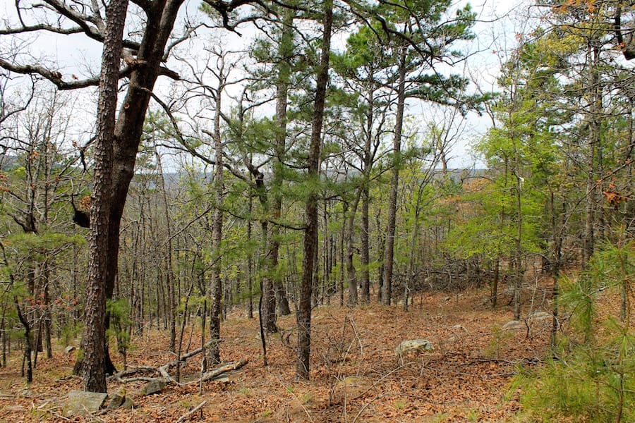 Trophy Ridge Phase III Tract 42 photo 14