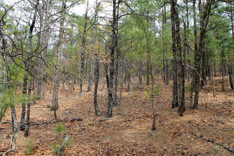 Trophy Ridge Phase III Tract 42 photo 15