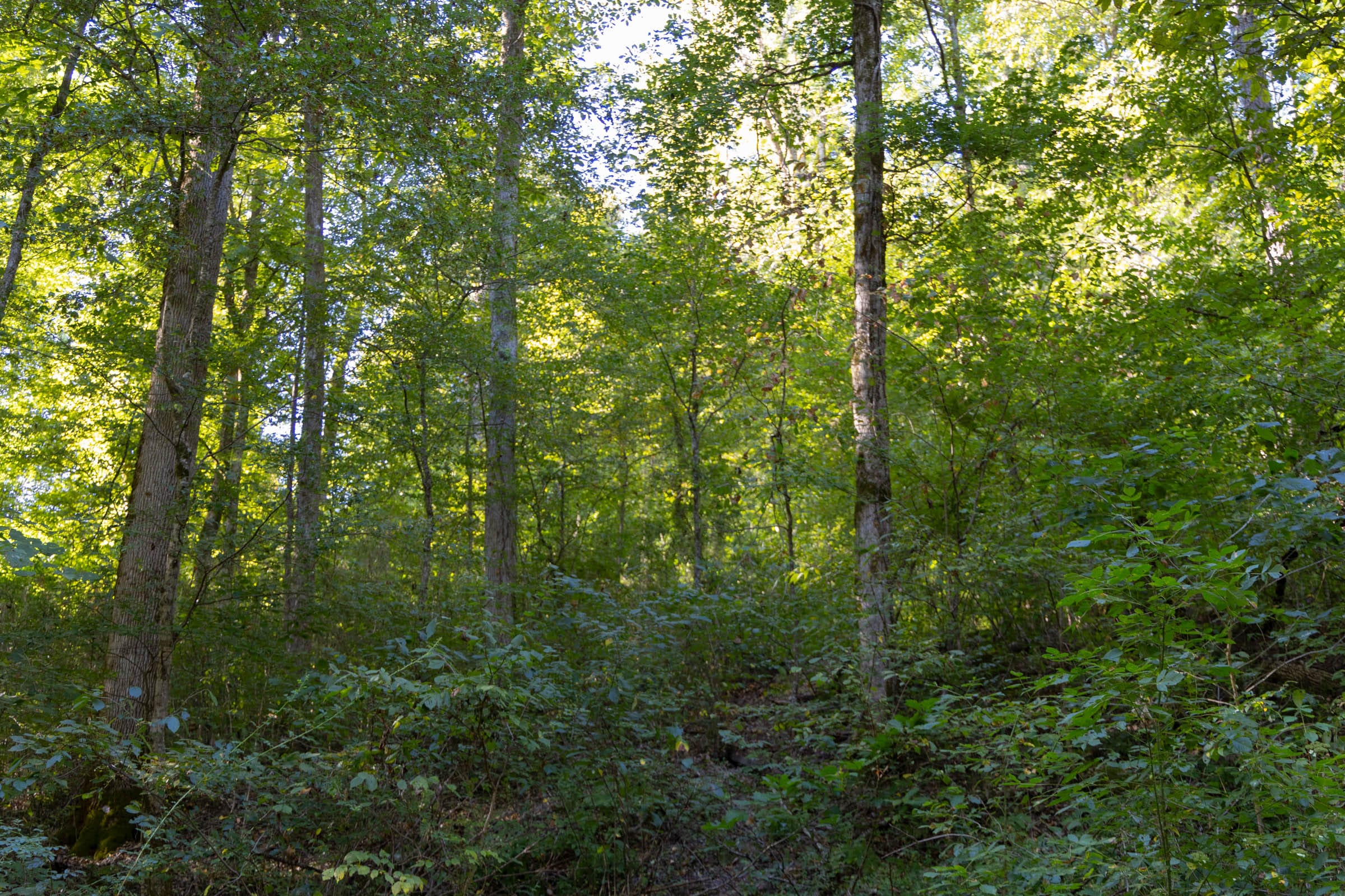 Big White Oak Tract 5 photo 6