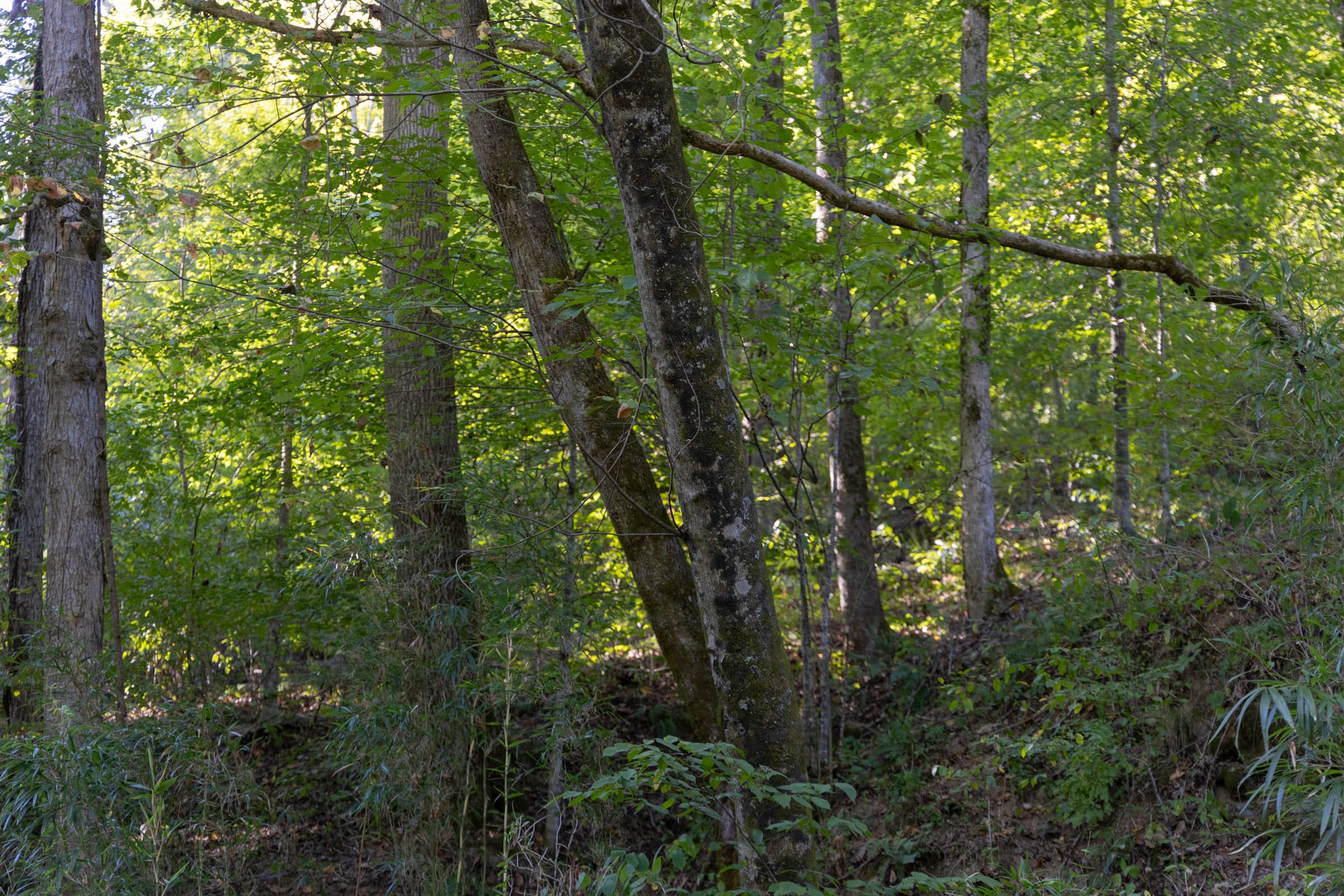 Big White Oak Tract 5 photo 4