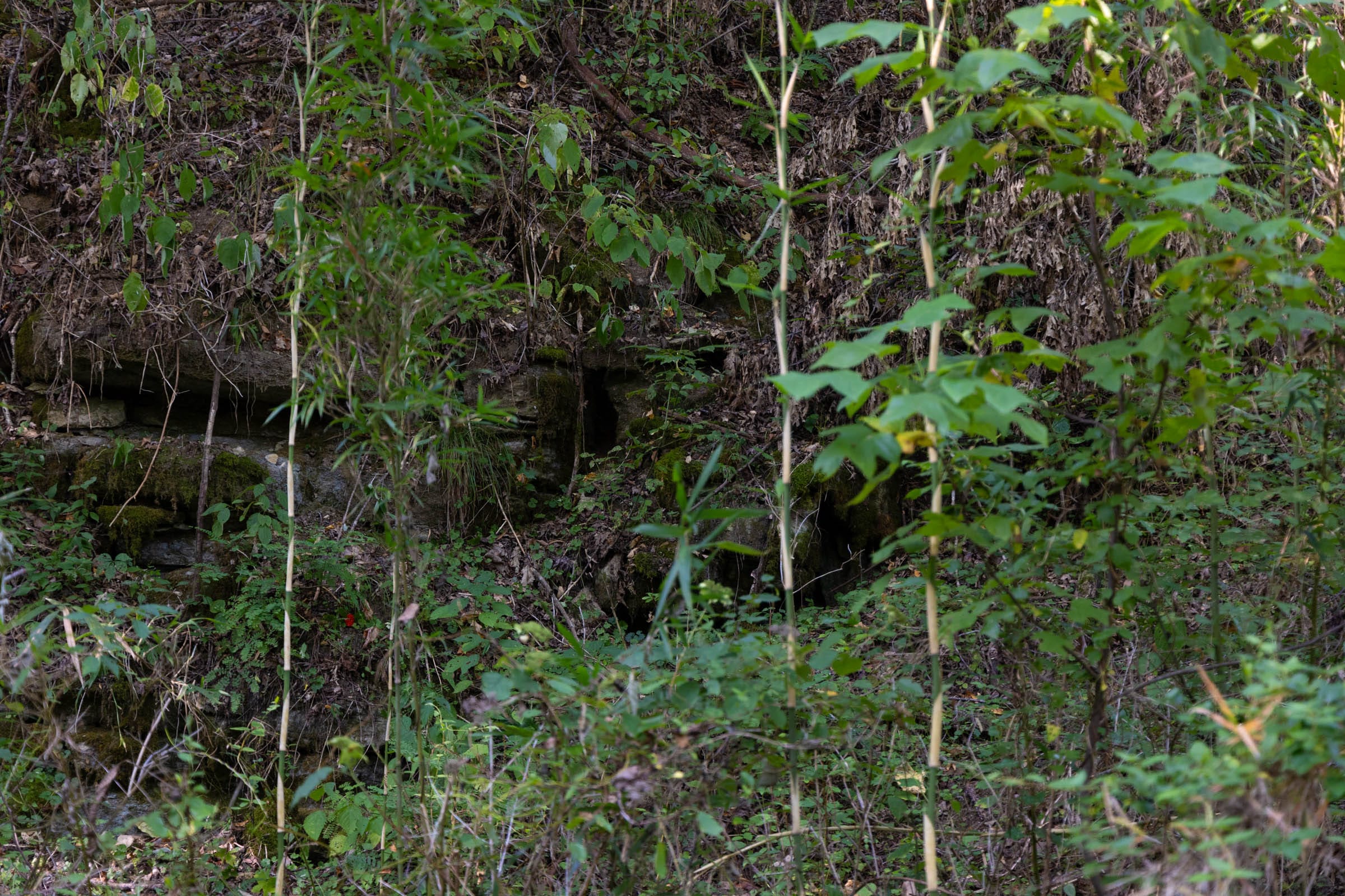 Big White Oak Tract 5 photo 2
