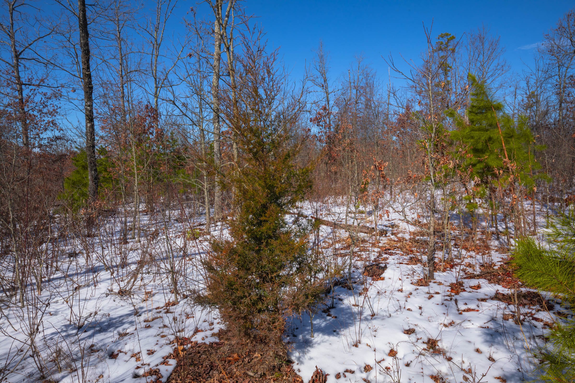 Sleepy Hollow Phase I Tract 40 photo 11