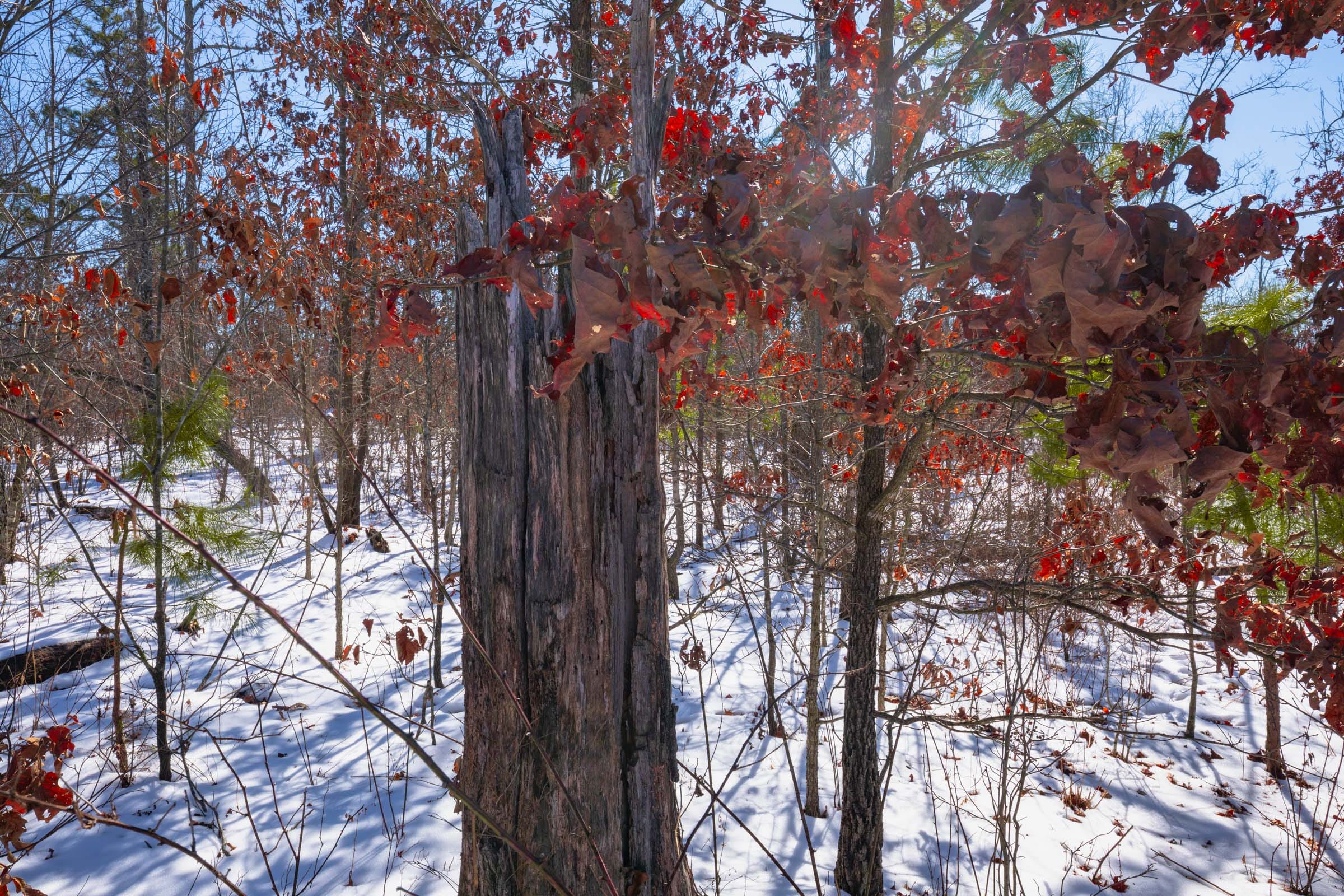 Sleepy Hollow Phase I Tract 40 photo 8