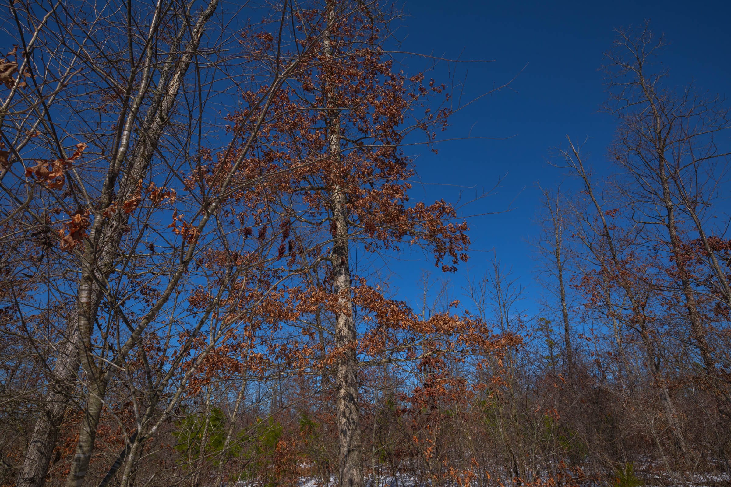 Sleepy Hollow Phase I Tract 40 photo 7