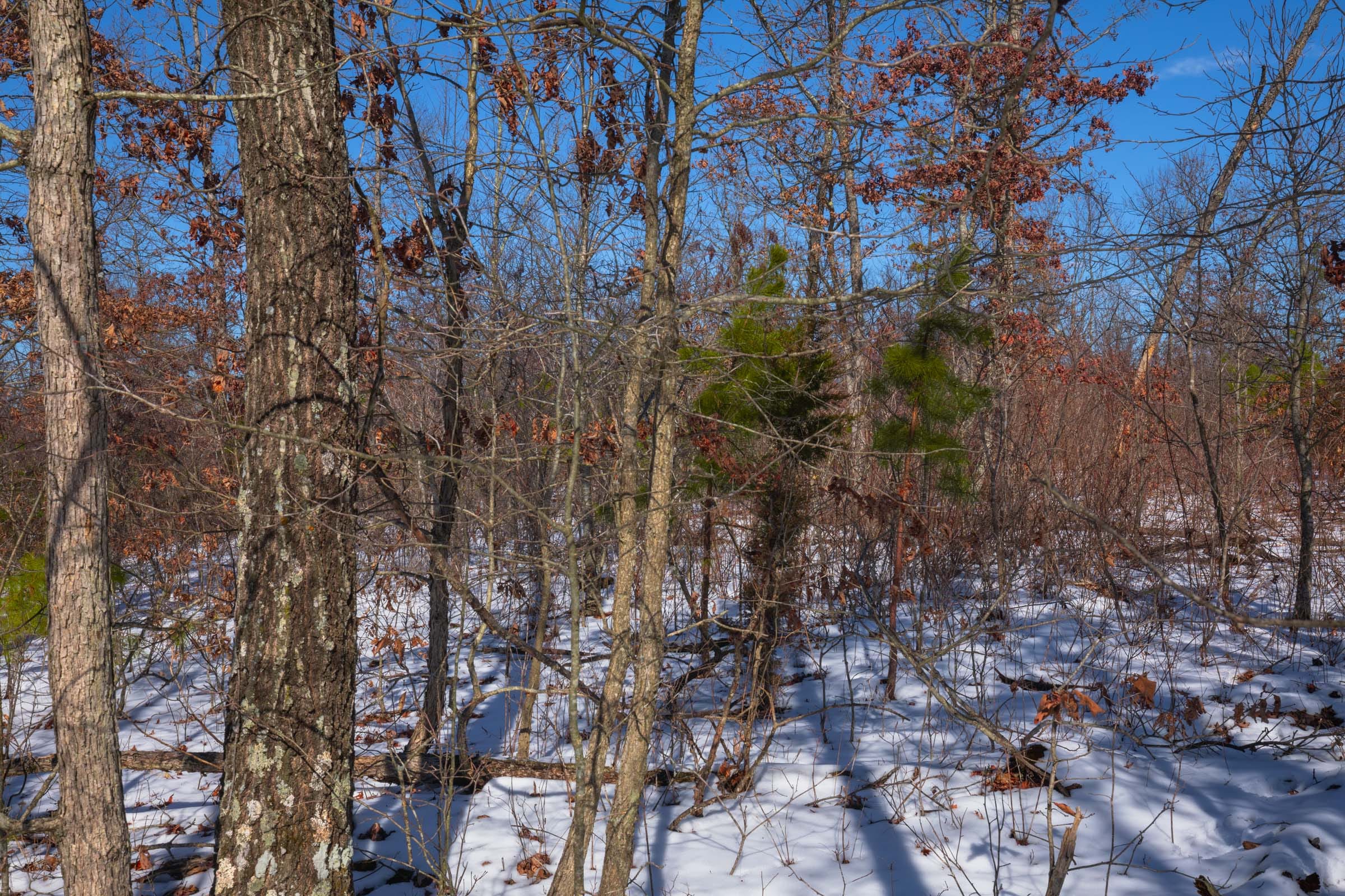 Sleepy Hollow Phase I Tract 40 photo 5